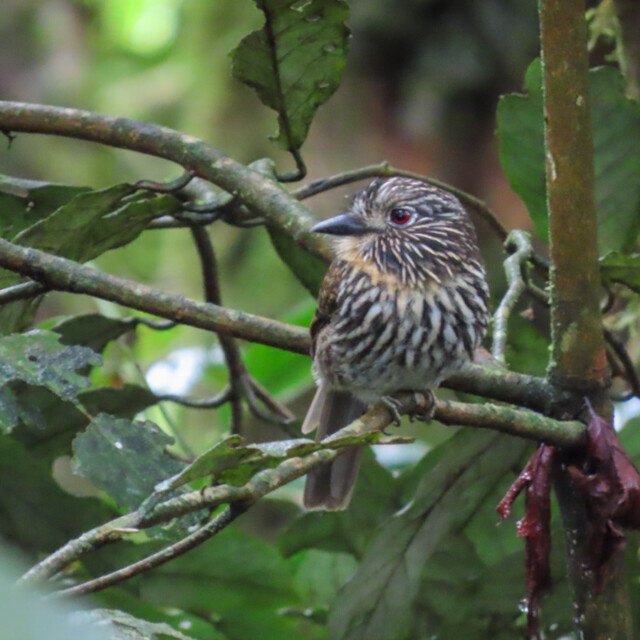 Black-streaked Puffbird