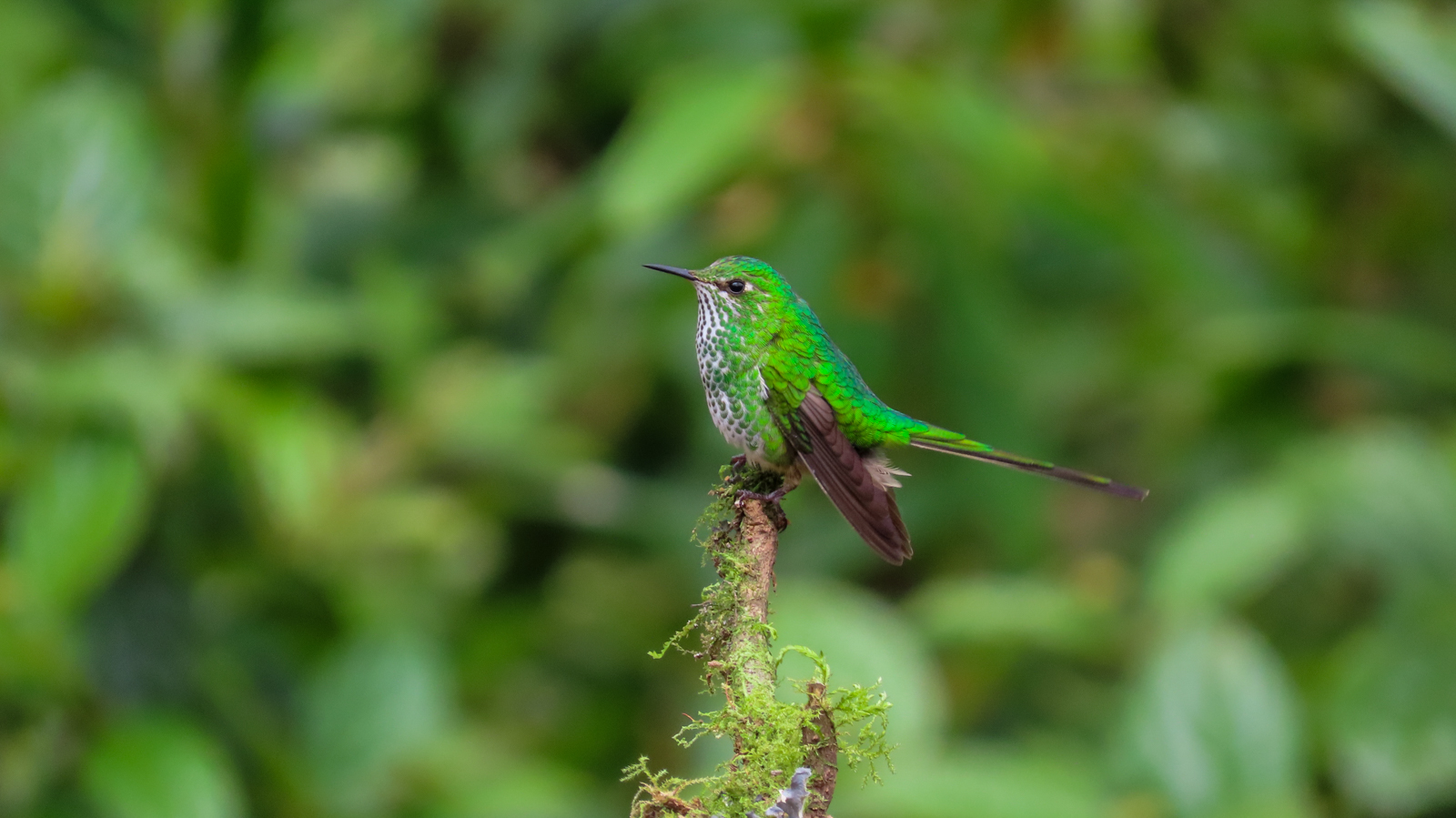 Black-tailed Trainbearer