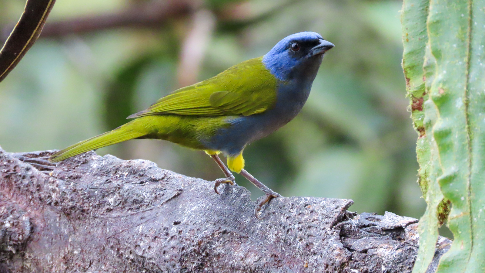 Blue-capped Tanager