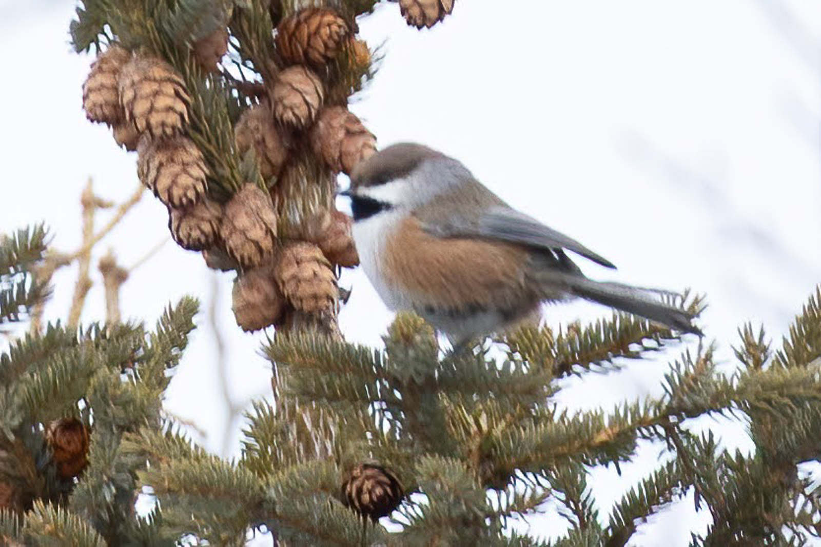 Boreal Chickadee