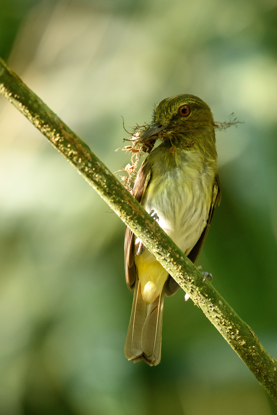 Bright-rumped Atilla