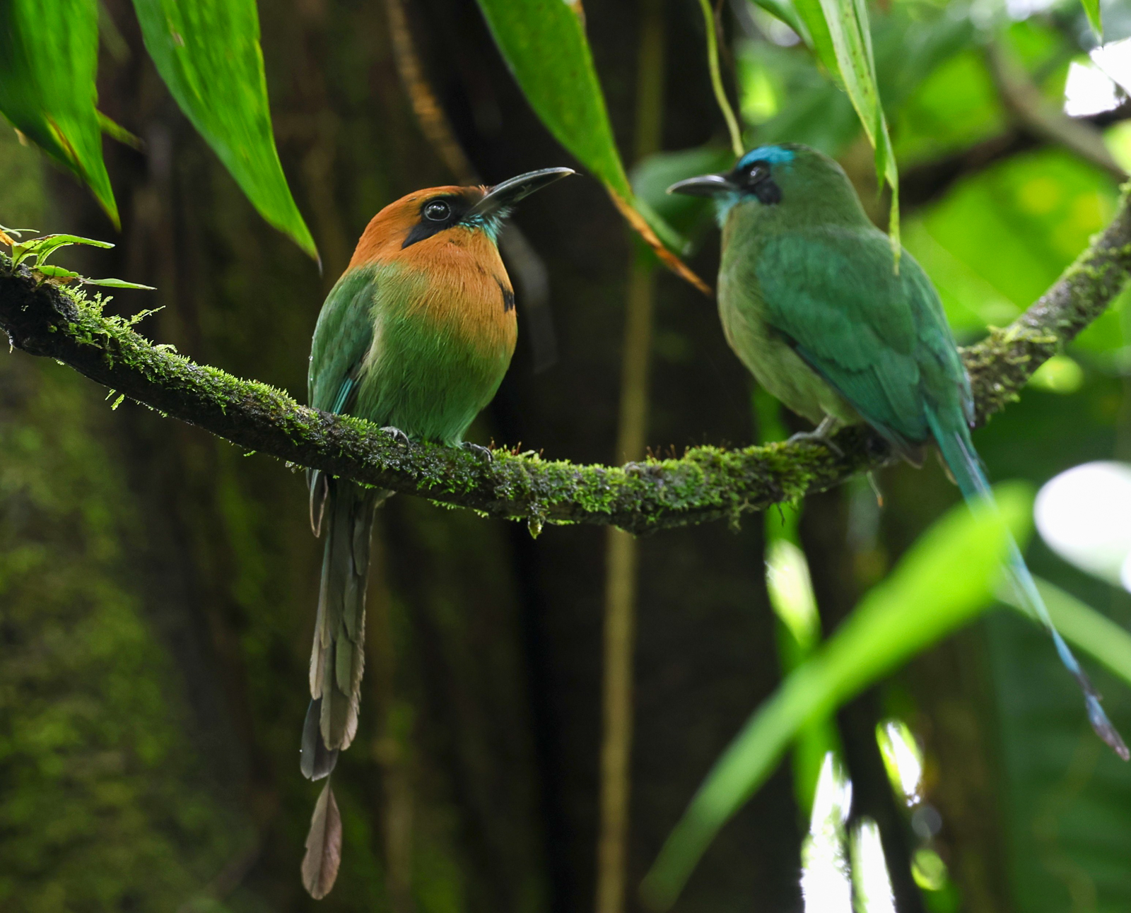 Broad-billed and Keel-billed Motmot