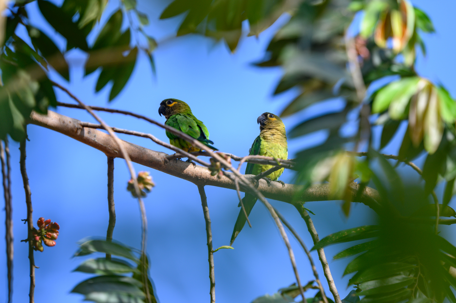 Brown-throated Parakeets