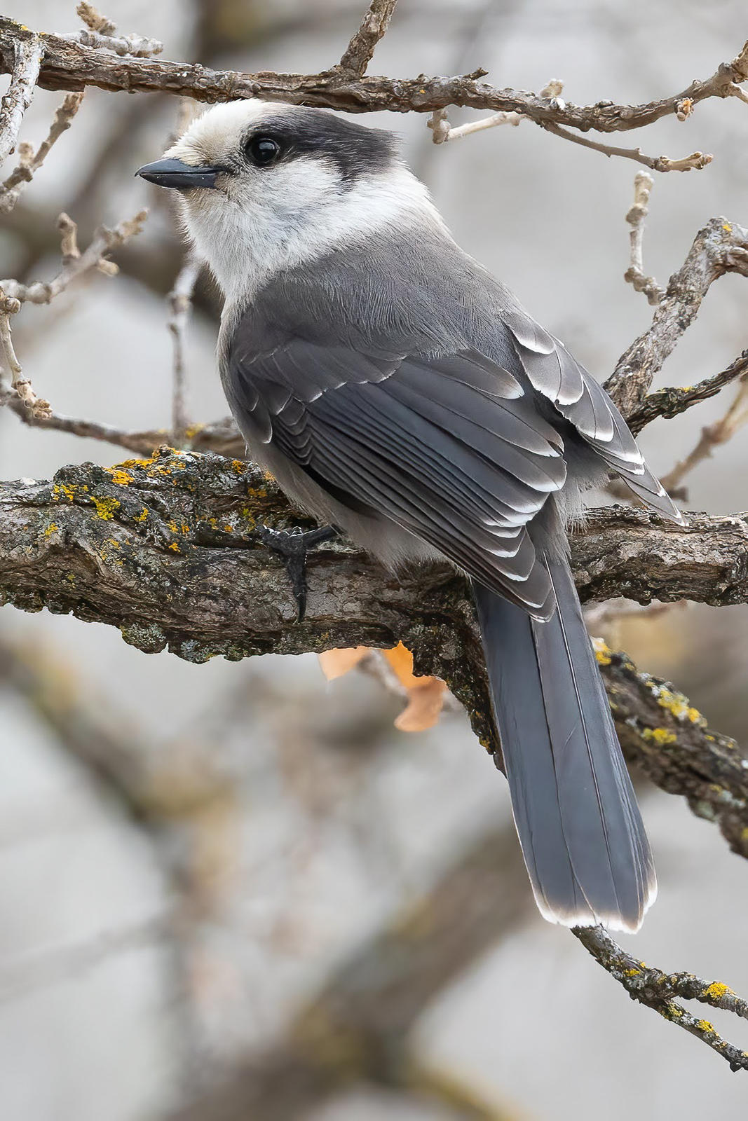 Canada Jay