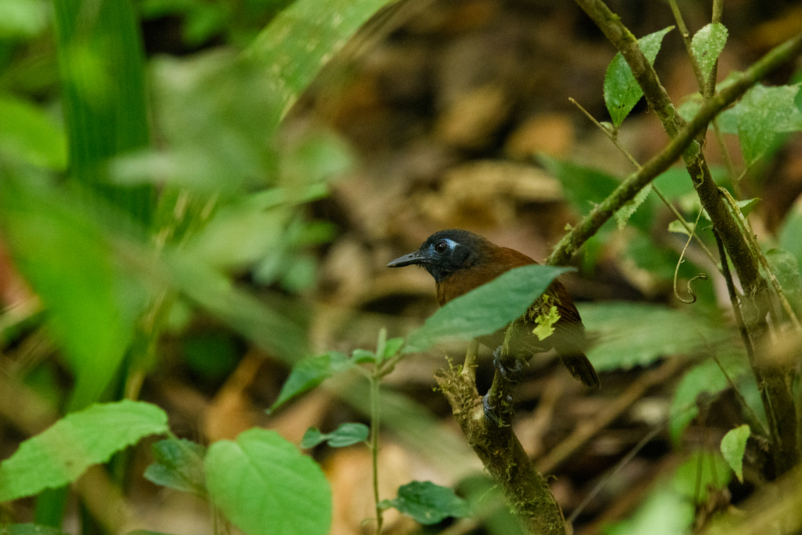 Chestnut Antbird