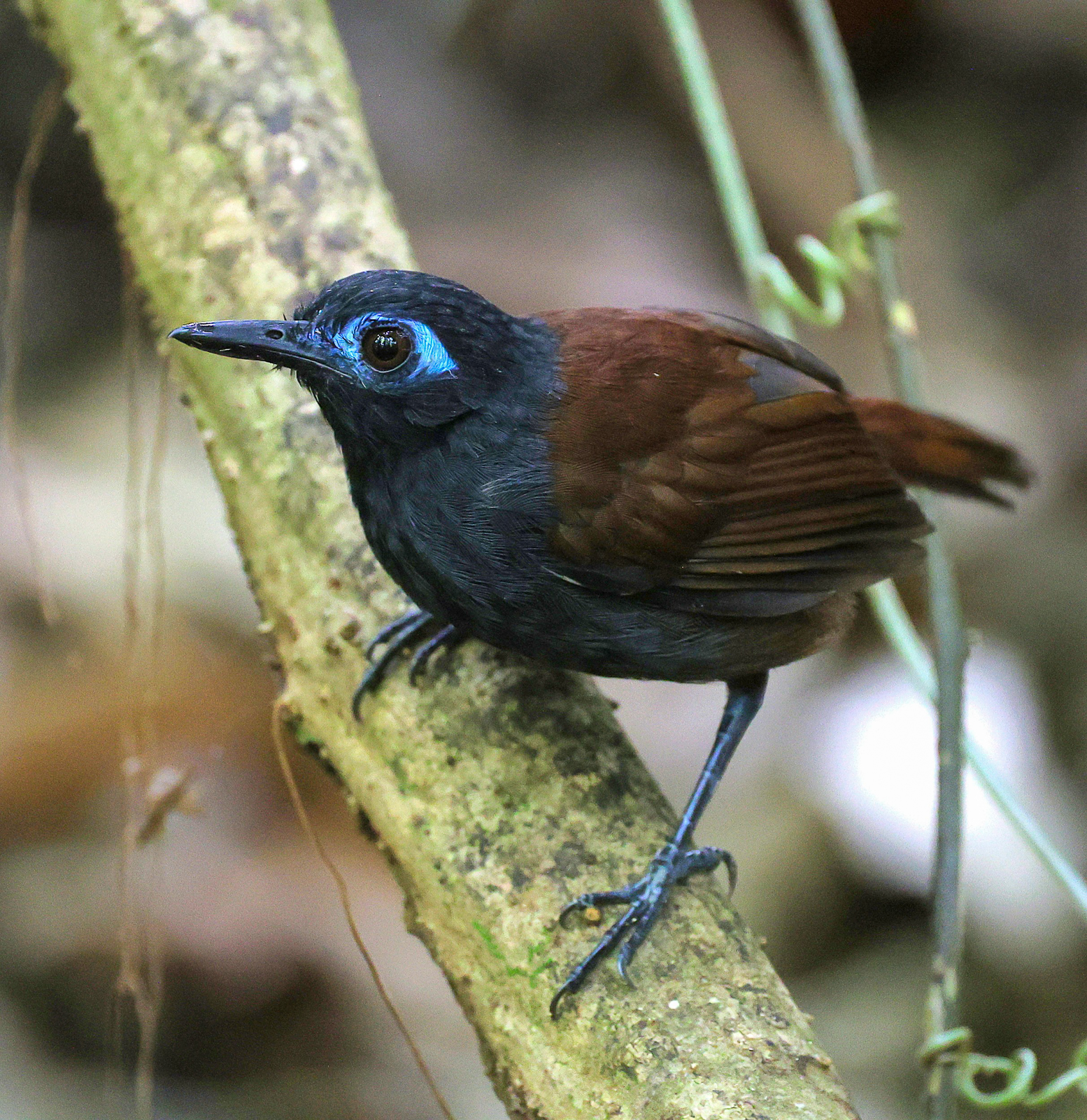 Chestnut-backed Antbird
