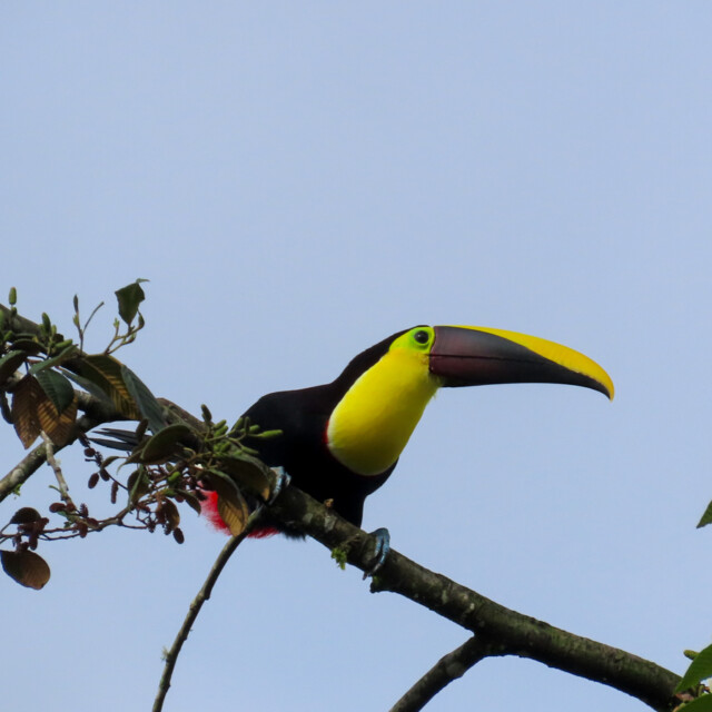 Choco Toucan
