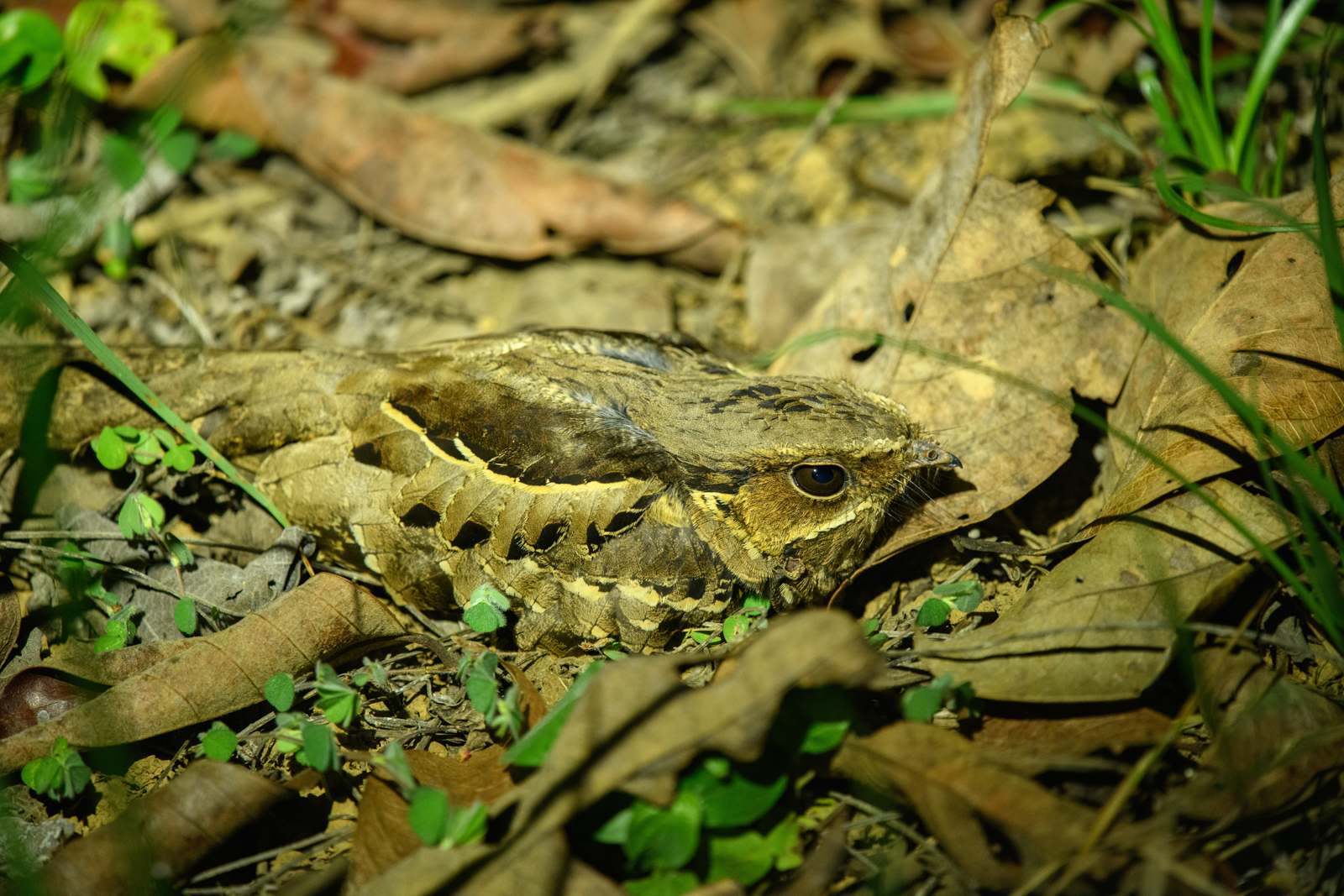 Common Pauraque