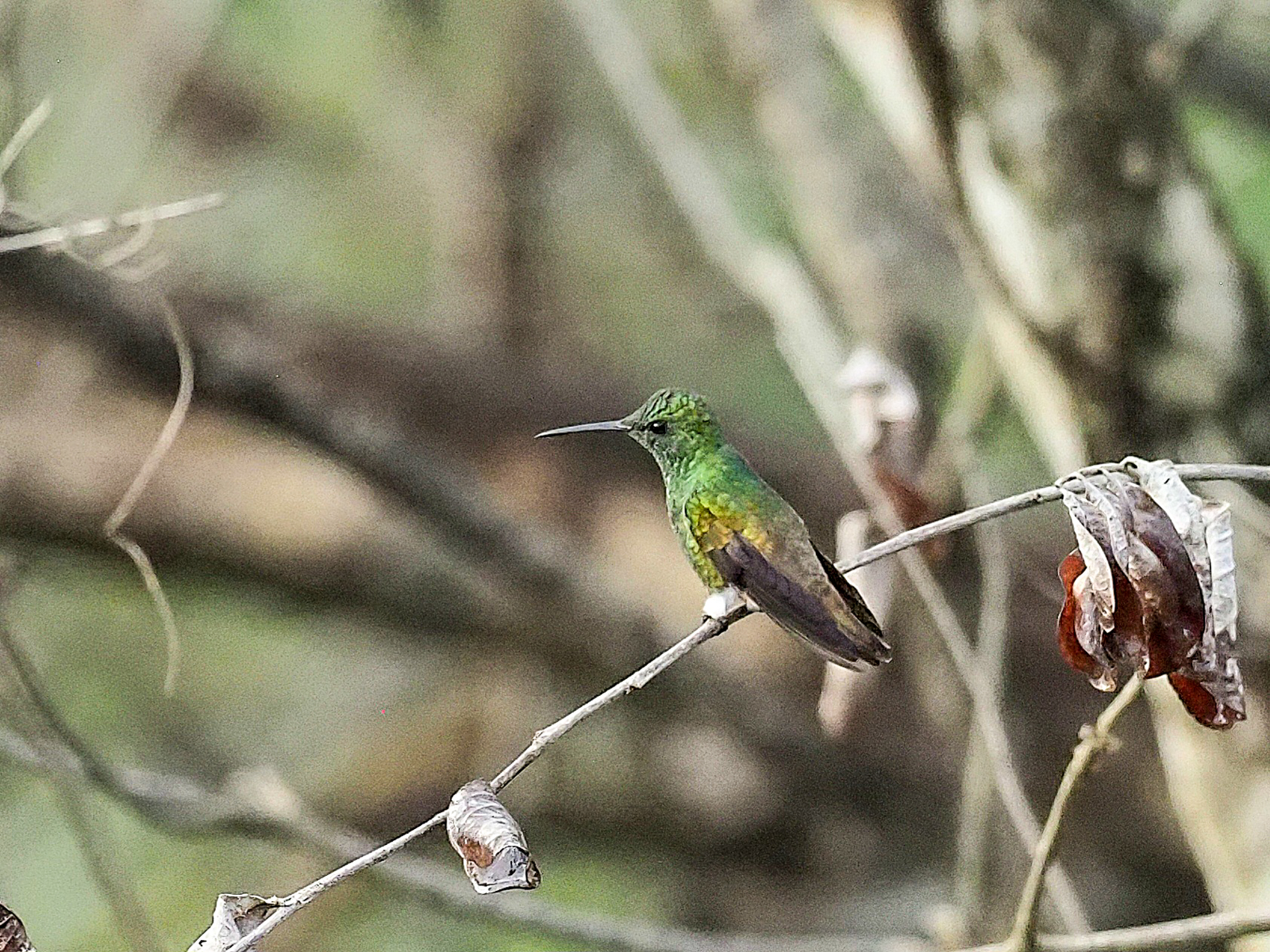 Copper-tailed Emerald