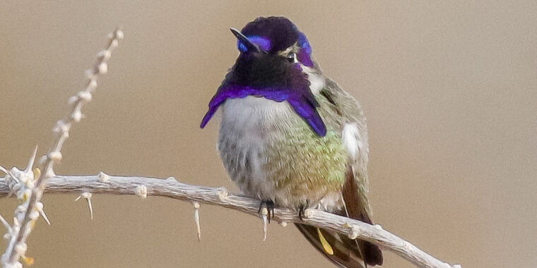 Arizona in Winter Trip Report (Jan 30 - Feb 7, 2025)