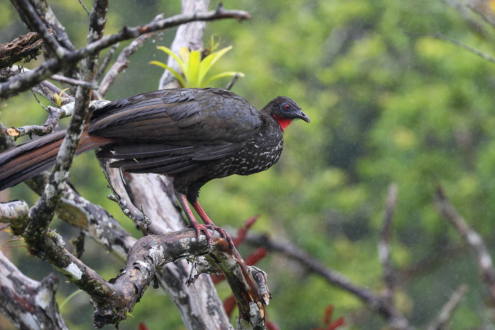 Crested Guan