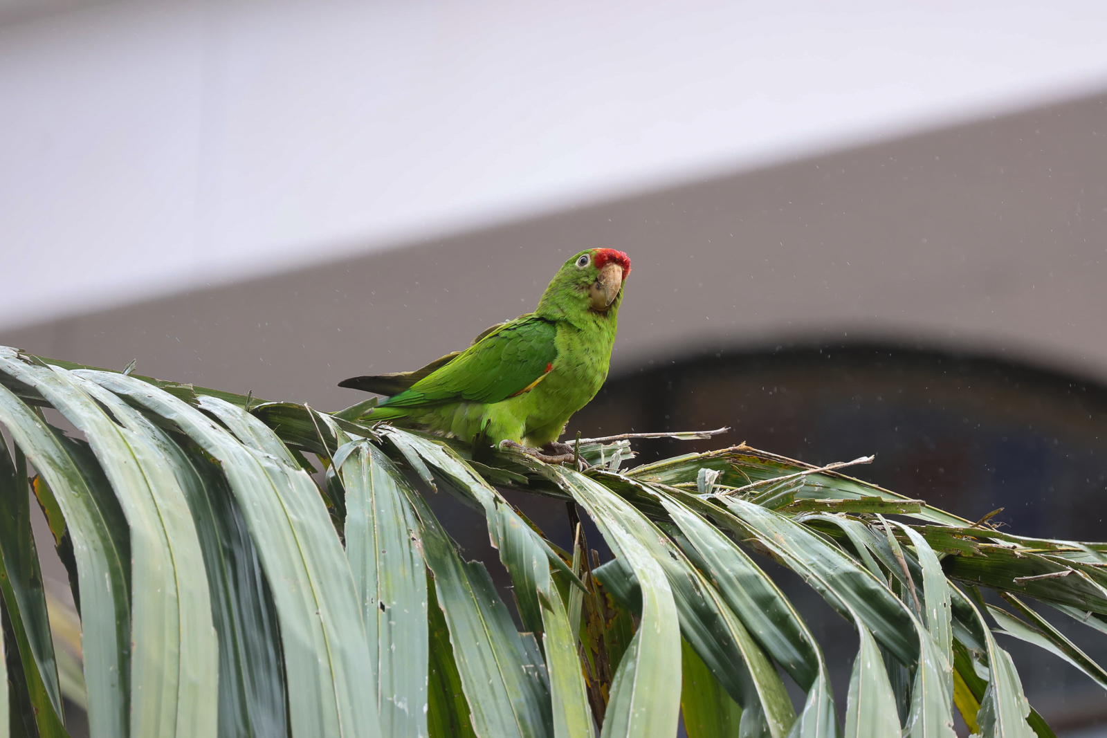 Crimson-fronted Parakeet