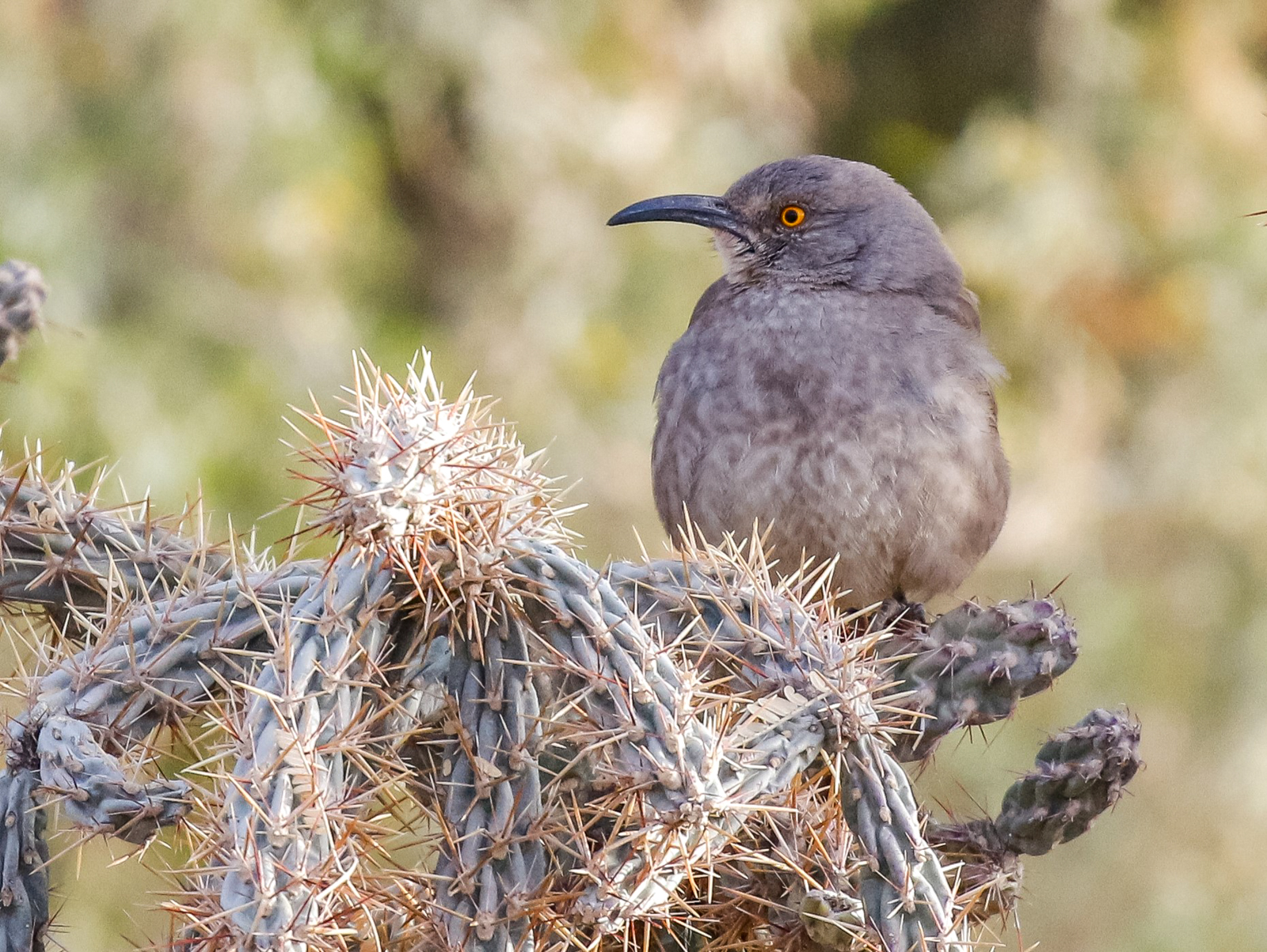 Curve-billed Thrasher