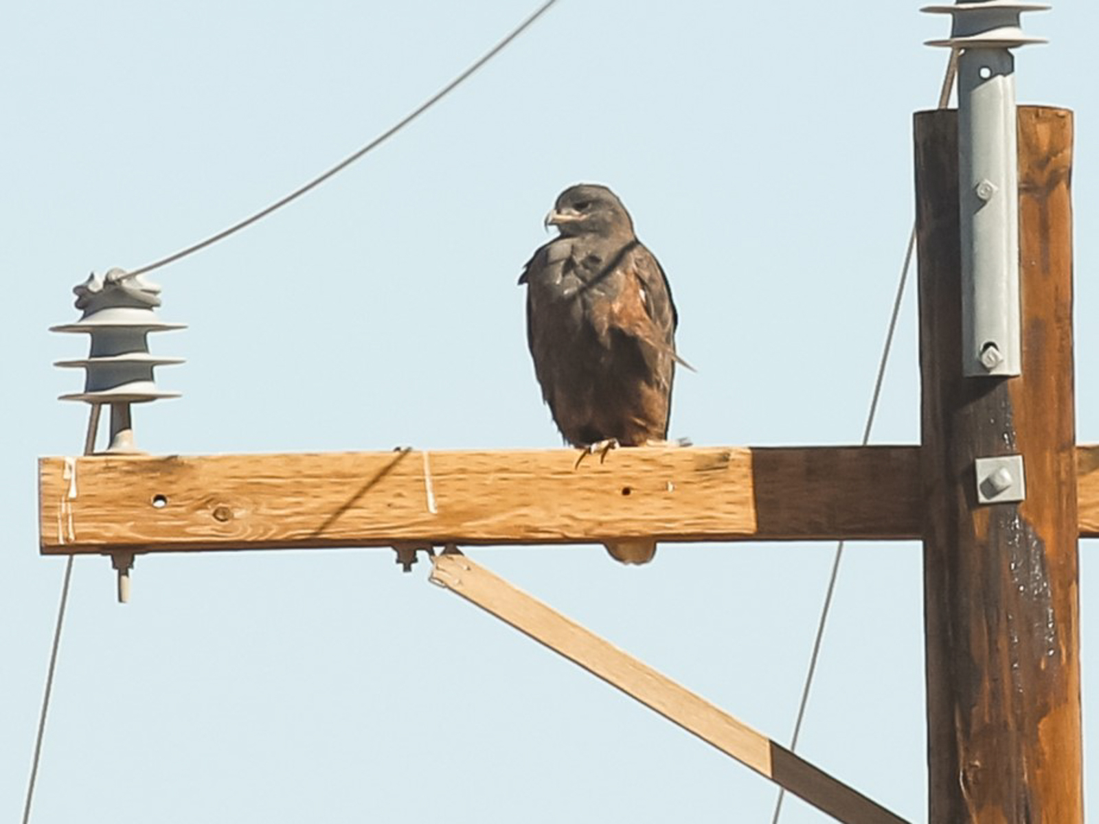 Dark morph Ferruginous Hawk