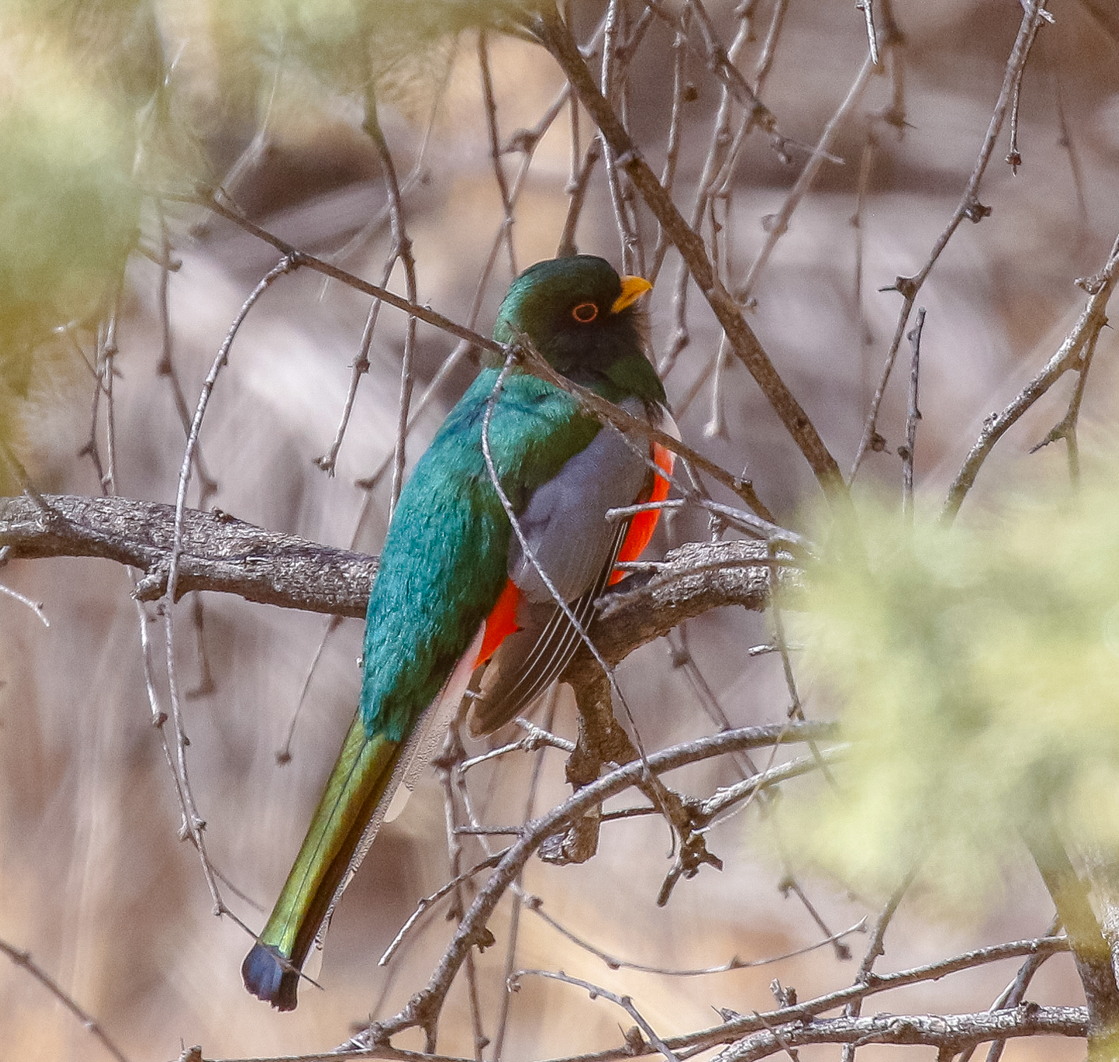 Elegant Trogon
