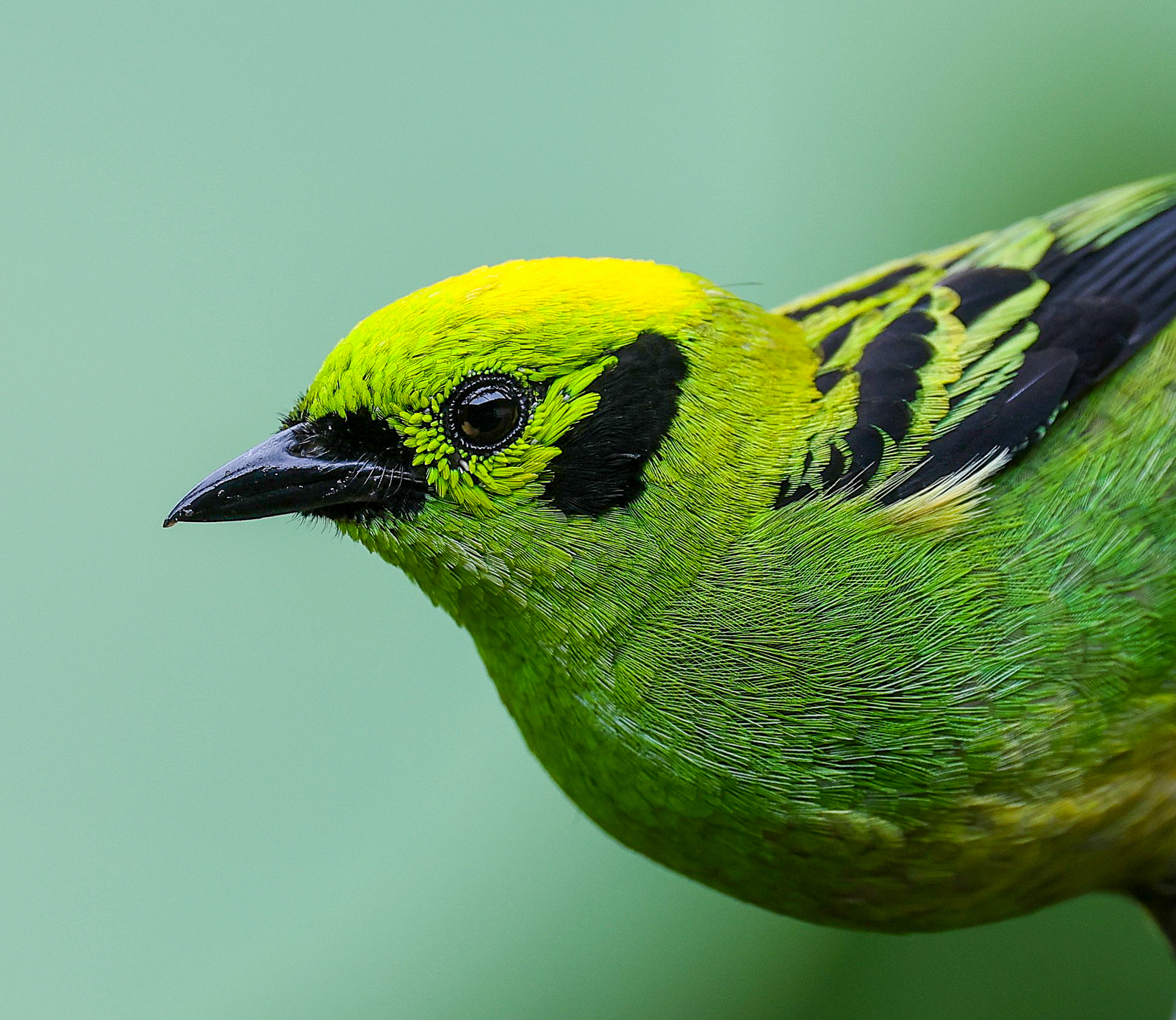 Emerald Tanager