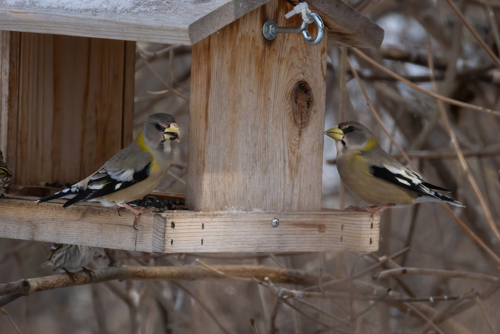 Evening Grosbeaks