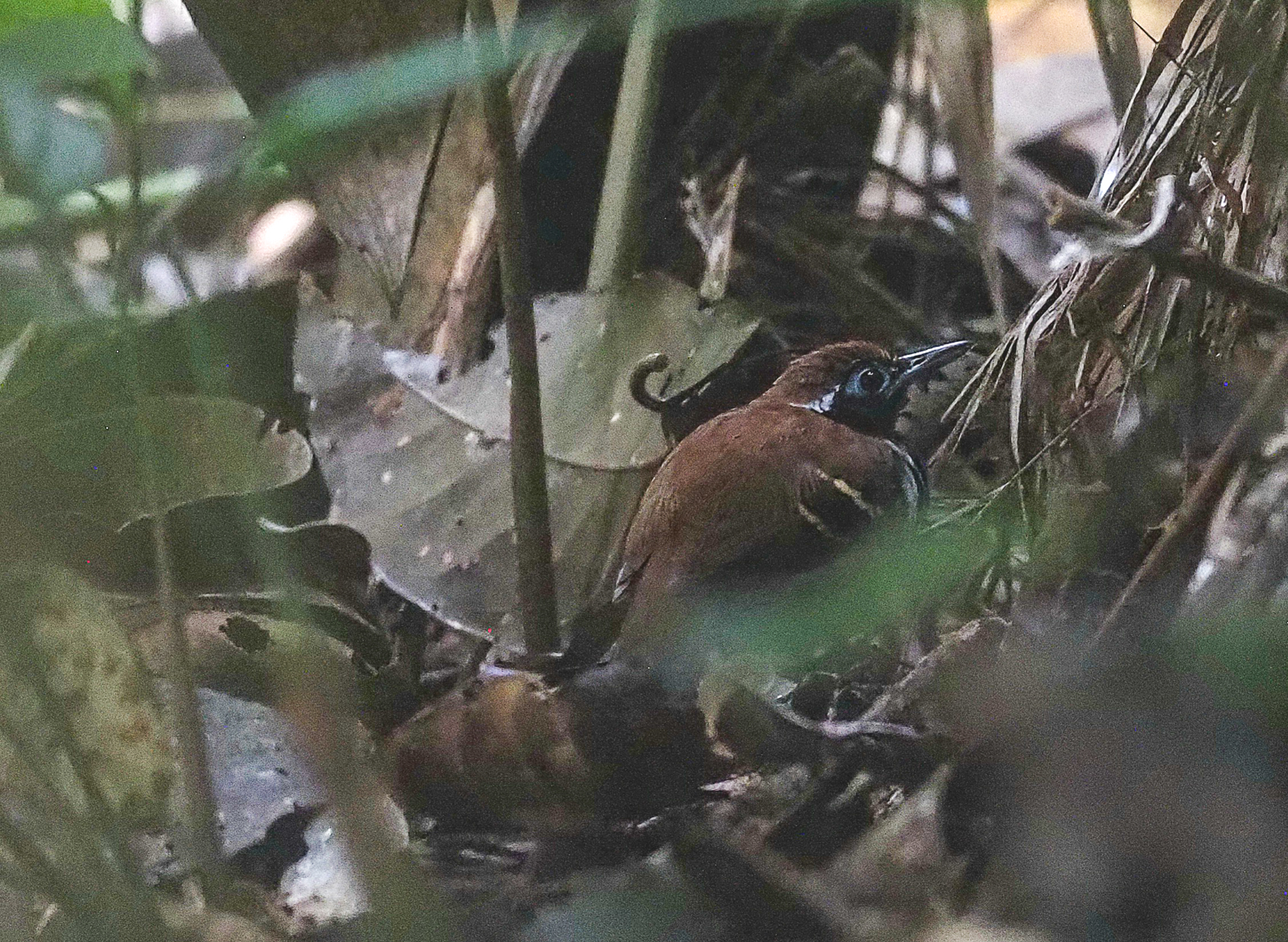 Ferruginous-backed Antbird