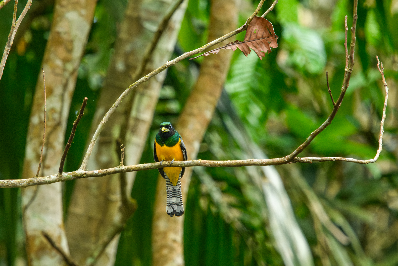 Gartered Trogon