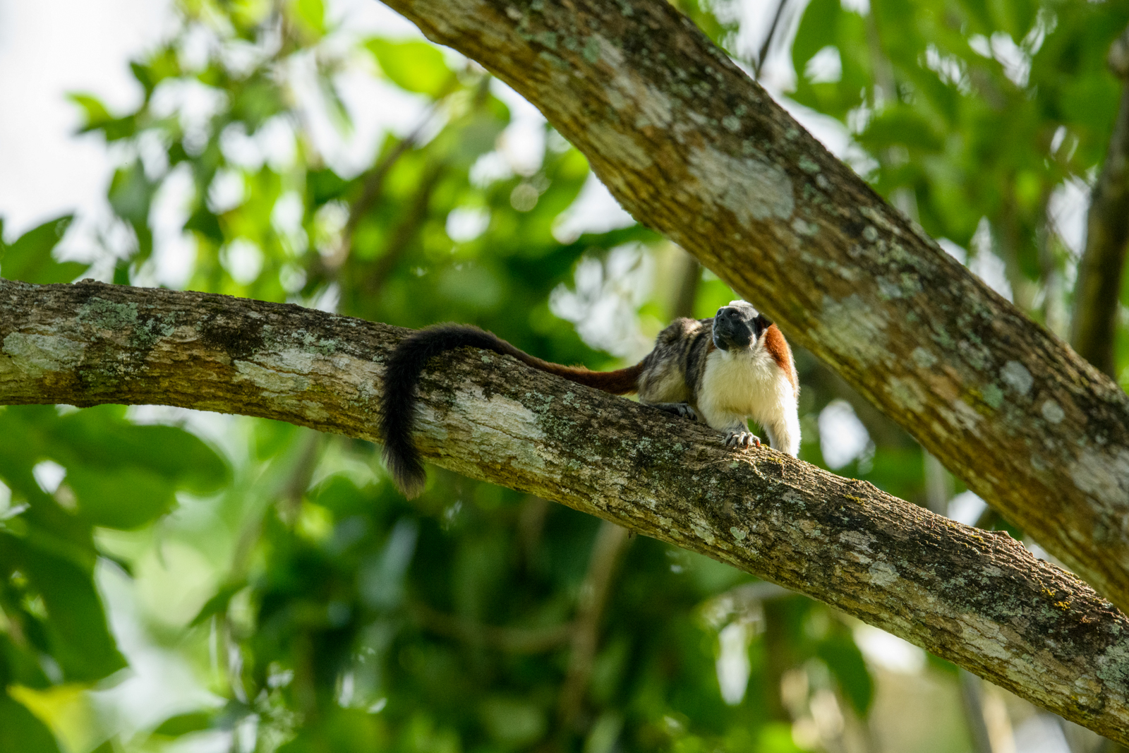 Geoffroy's Tamarin