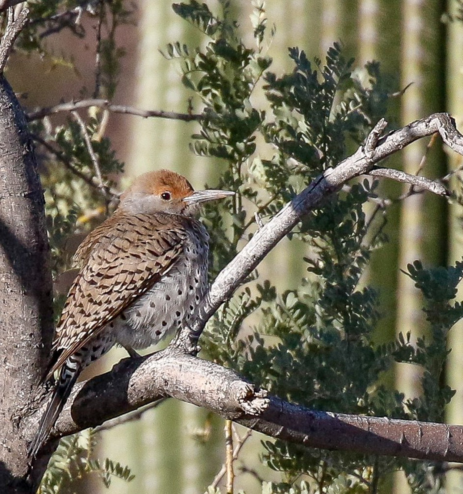 Gilded Flicker