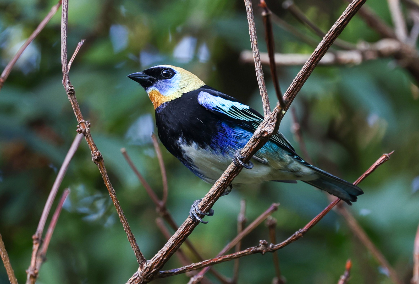 Golden-hooded Tanager
