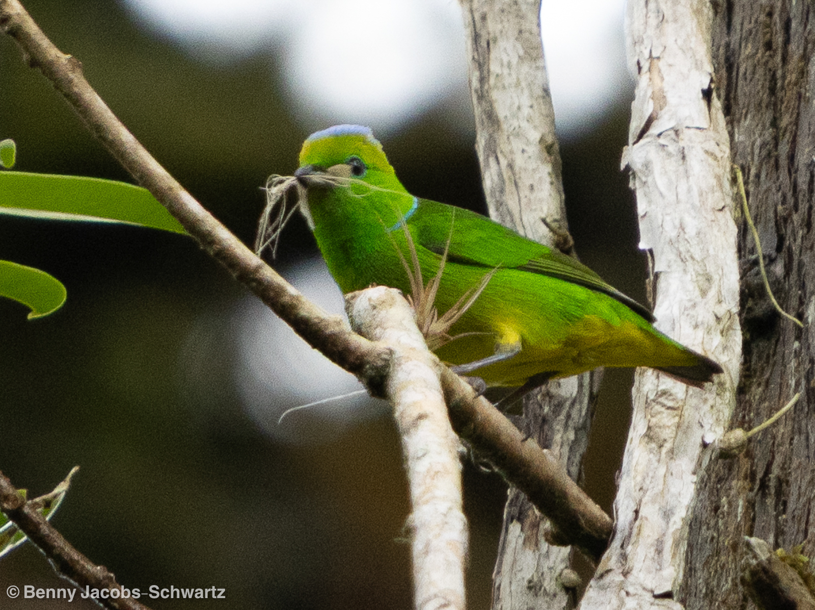 Golden-browed Chlorophonia