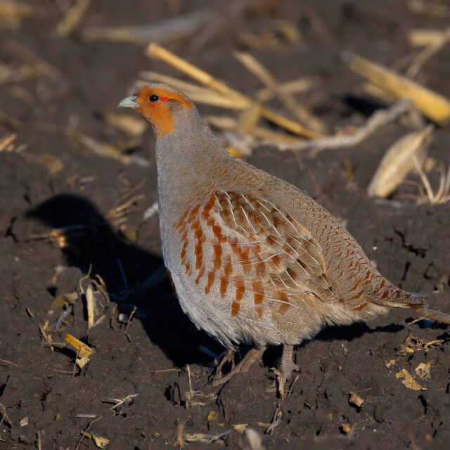 Gray Partridge