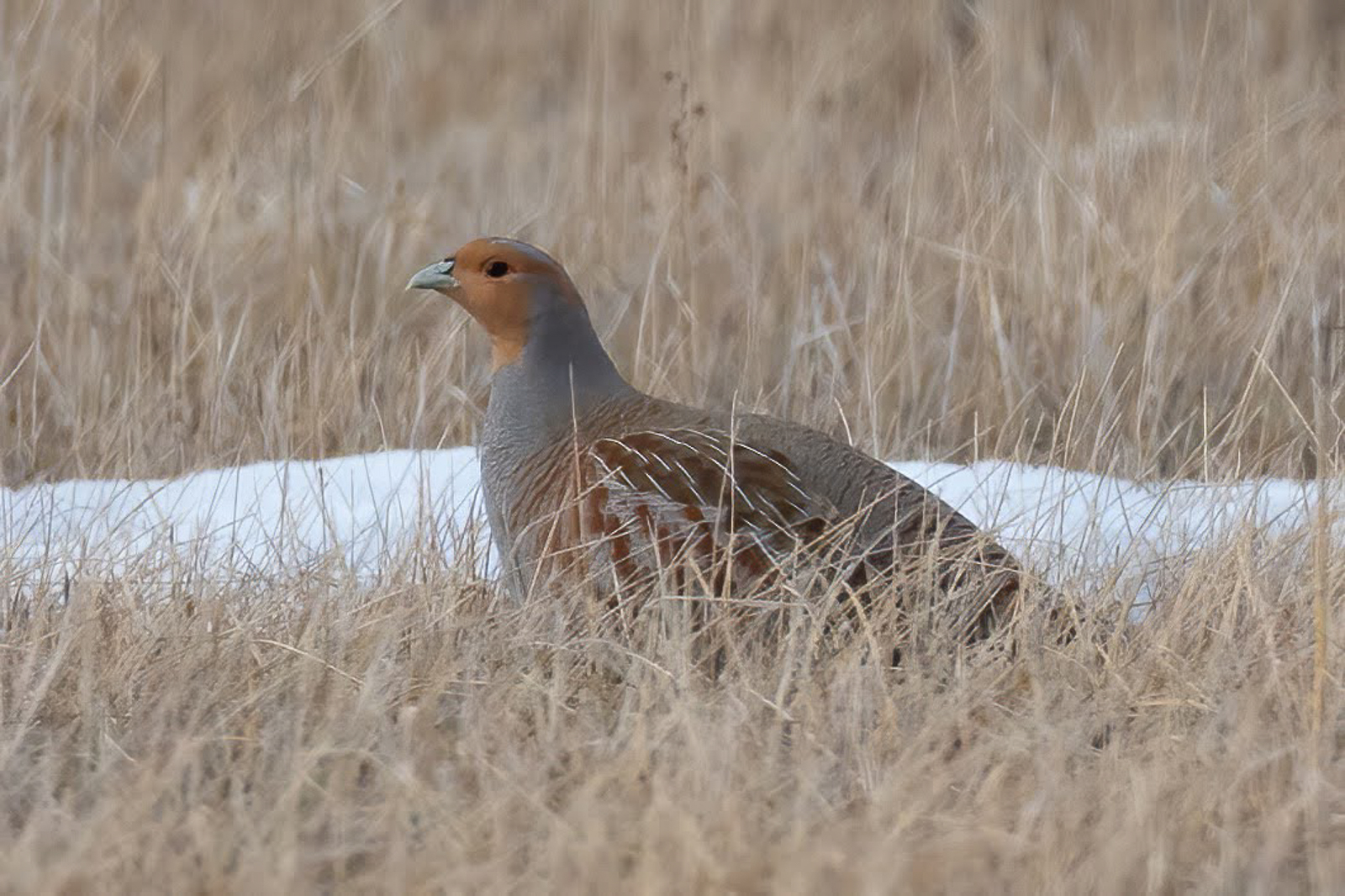 Gray Partridge