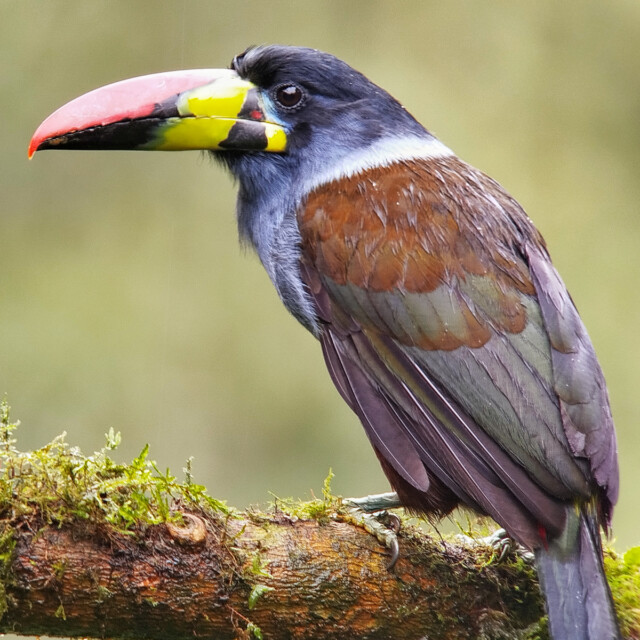 Gray-breasted Mountain-Toucan