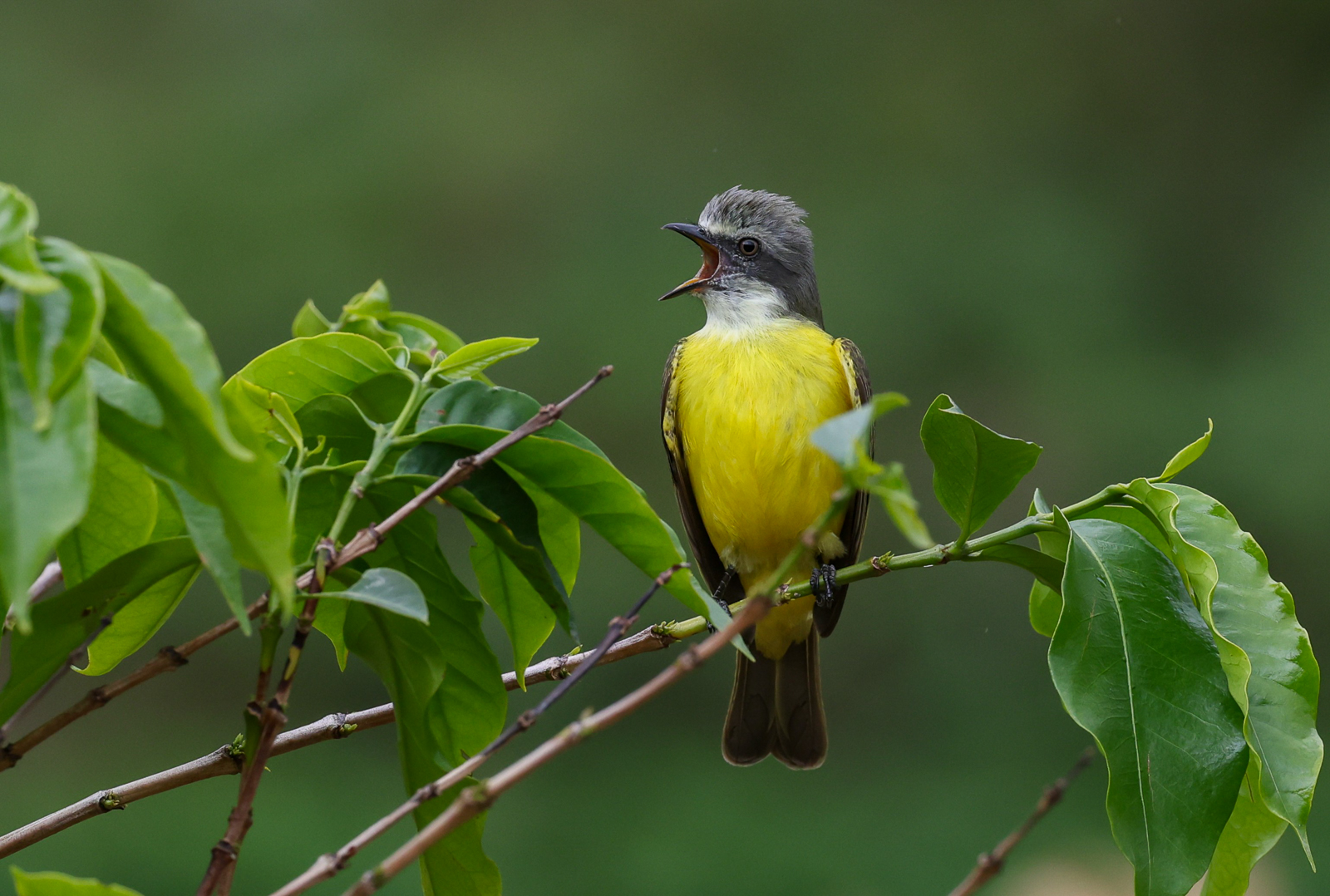 Gray-capped Flycatcher