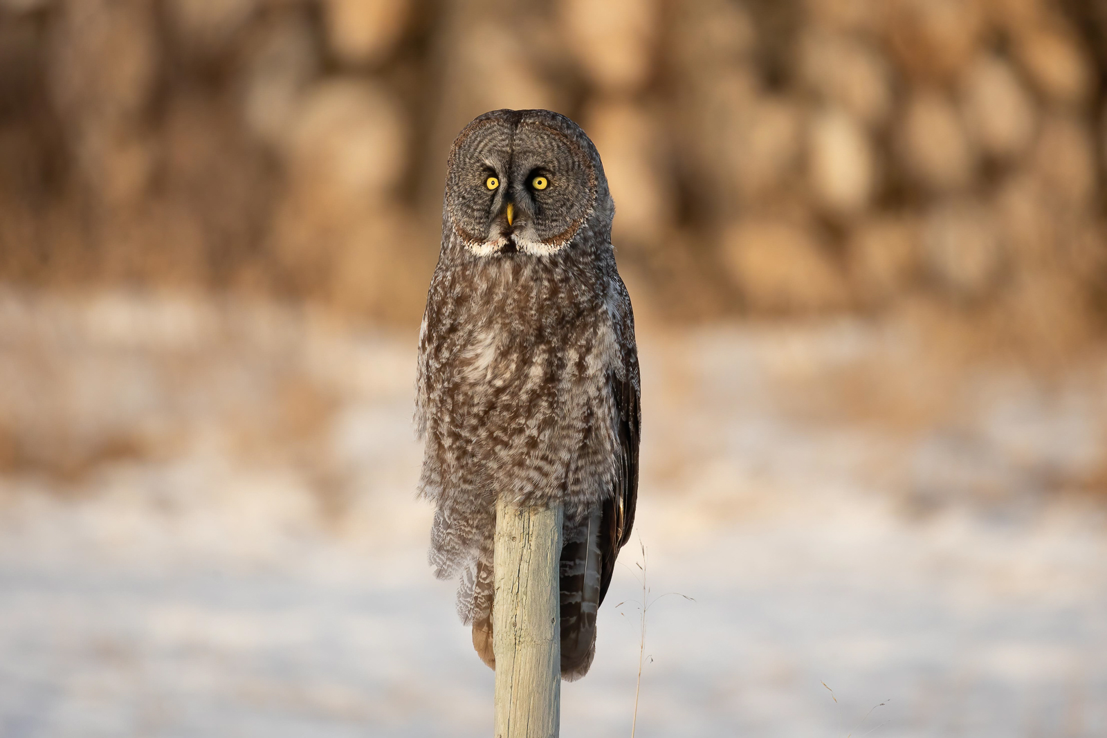 Great Gray Owl