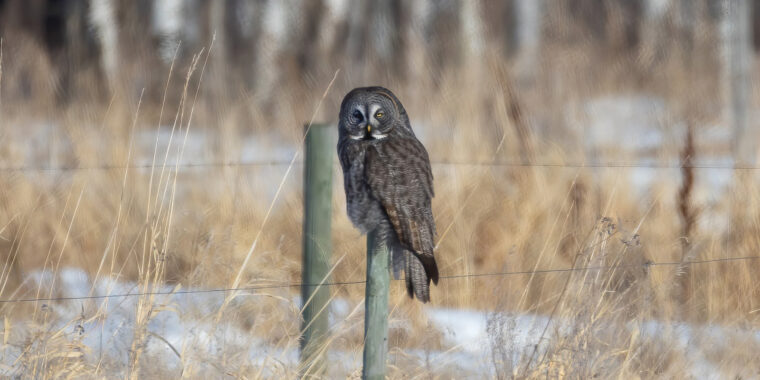 Manitoba Owls Tour Trip Report (Feb 28-Mar 4, 2025)