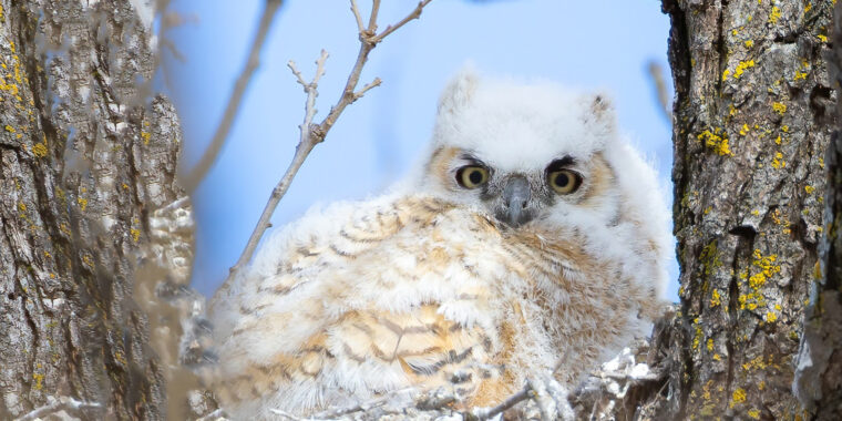Manitoba Owls Tour Trip Report (Mar 8-12, 2025)