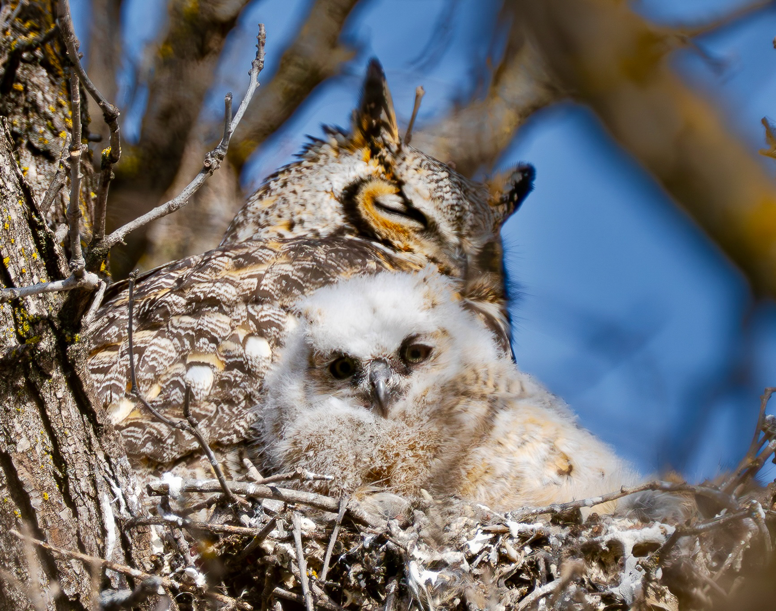 Great Horned Owl with chick