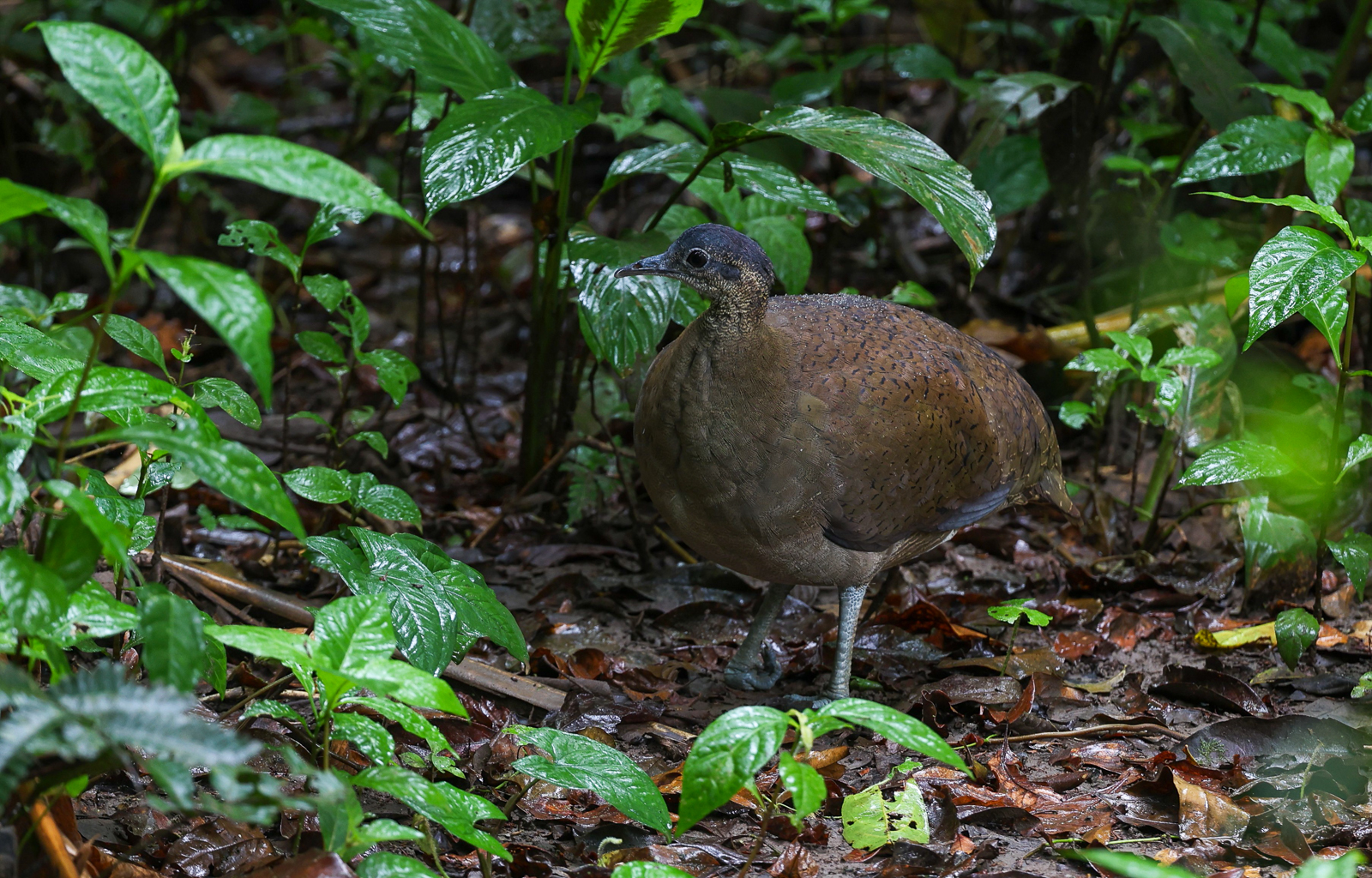 Great Tinamou