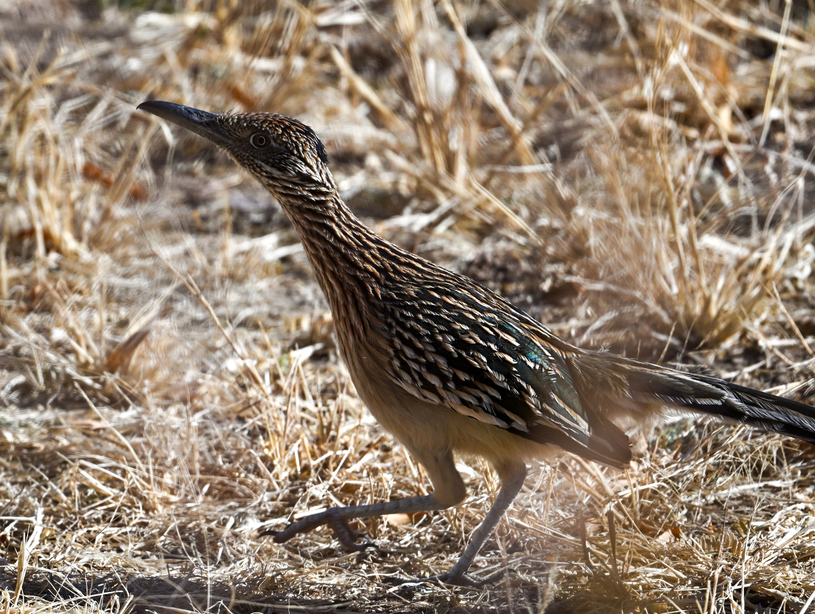 Greater Roadrunner