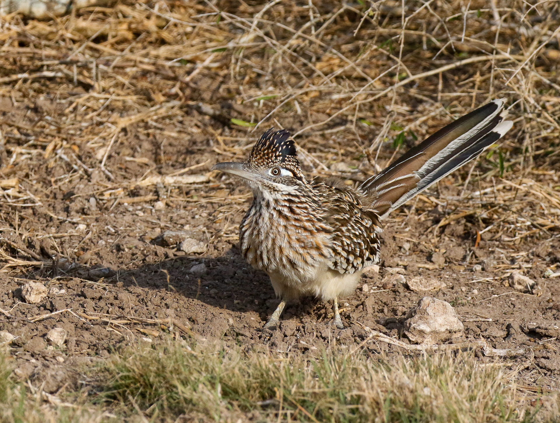 Greater Roadrunner