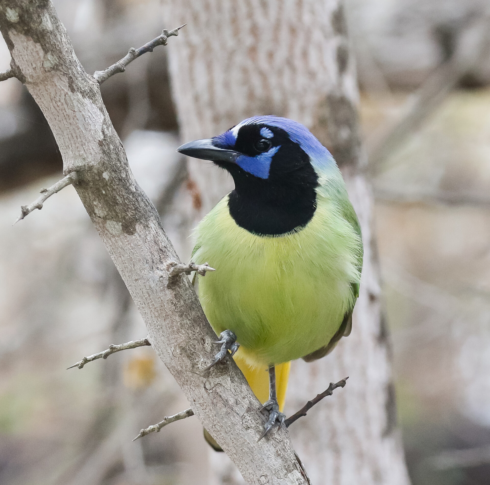 Green Jay