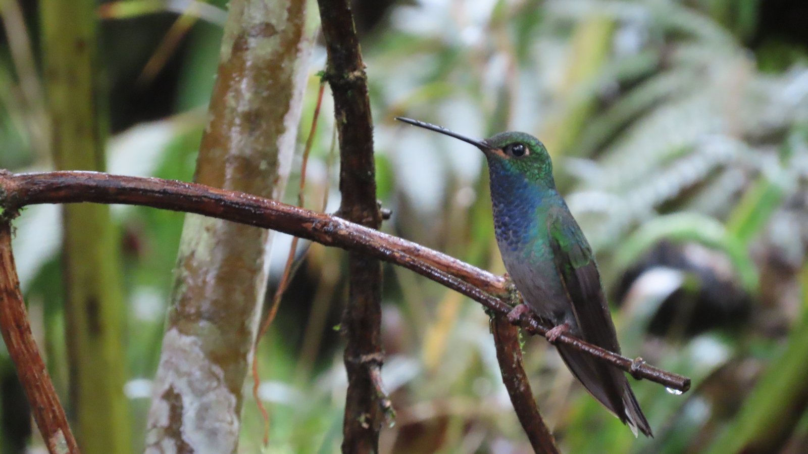 Green-backed Hillstar