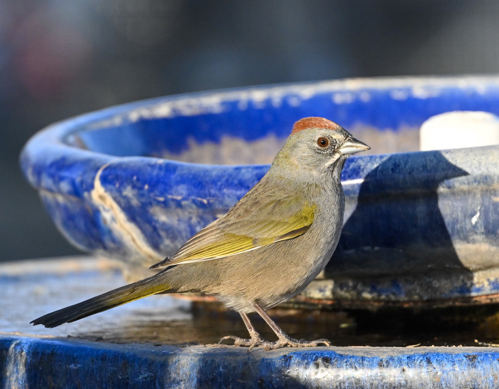 Green-tailed Towhee
