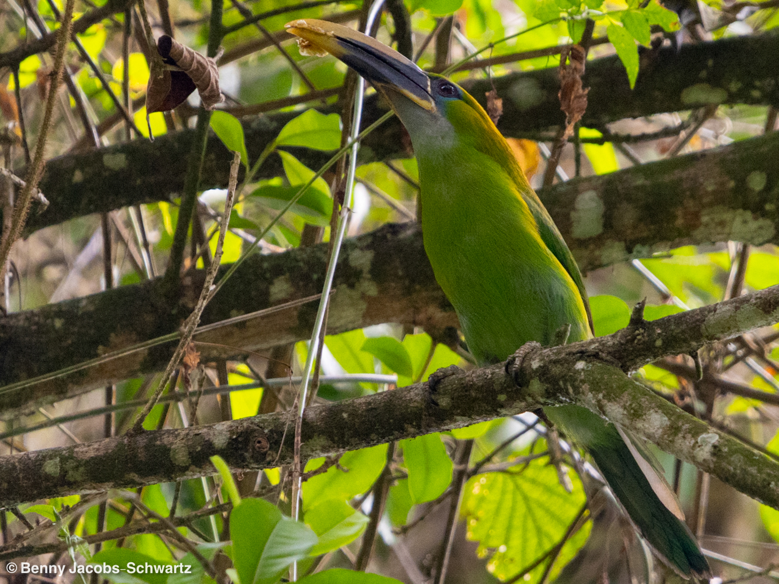 Groove-billed Toucanet