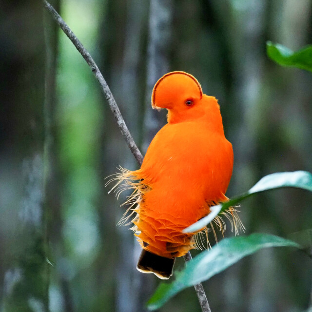 Explore Eagle-Eye Tours for South America