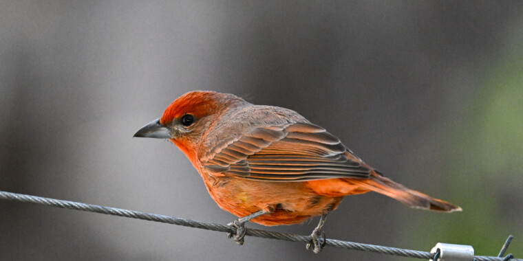 Arizona in Winter Trip Report (Jan 22-30, 2025)