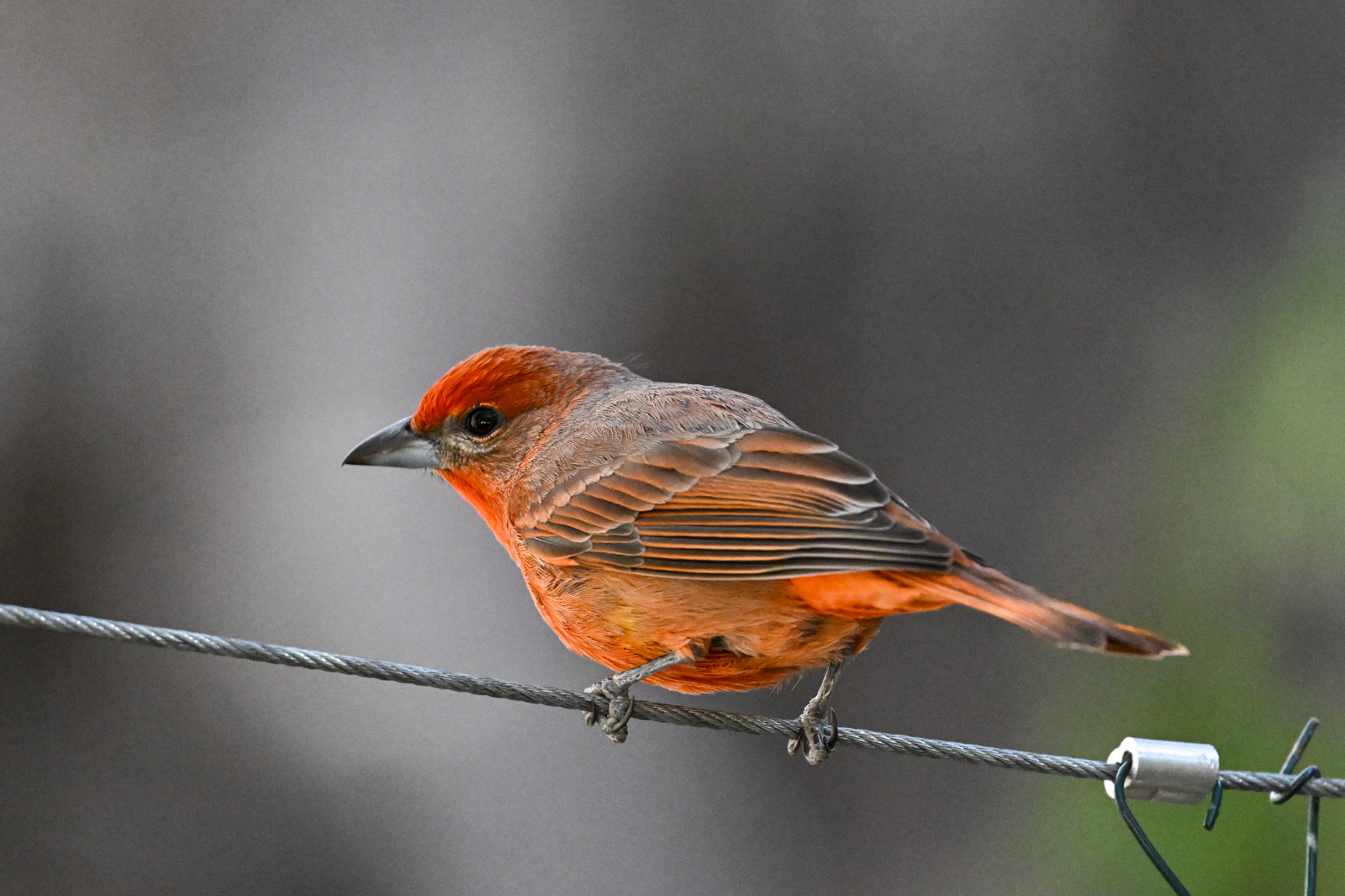 Hepatic Tanager