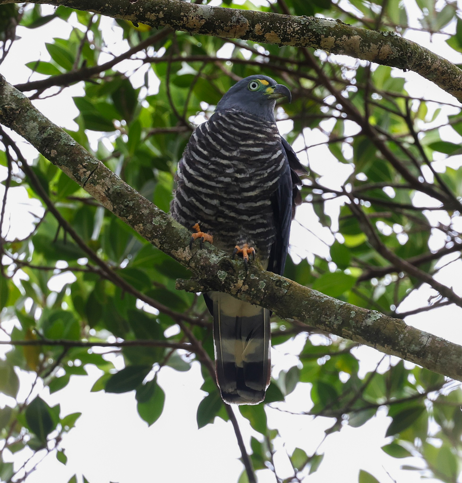 Hook-billed Kite