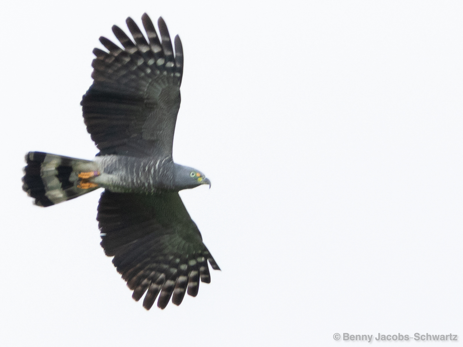Hook-billed Kite