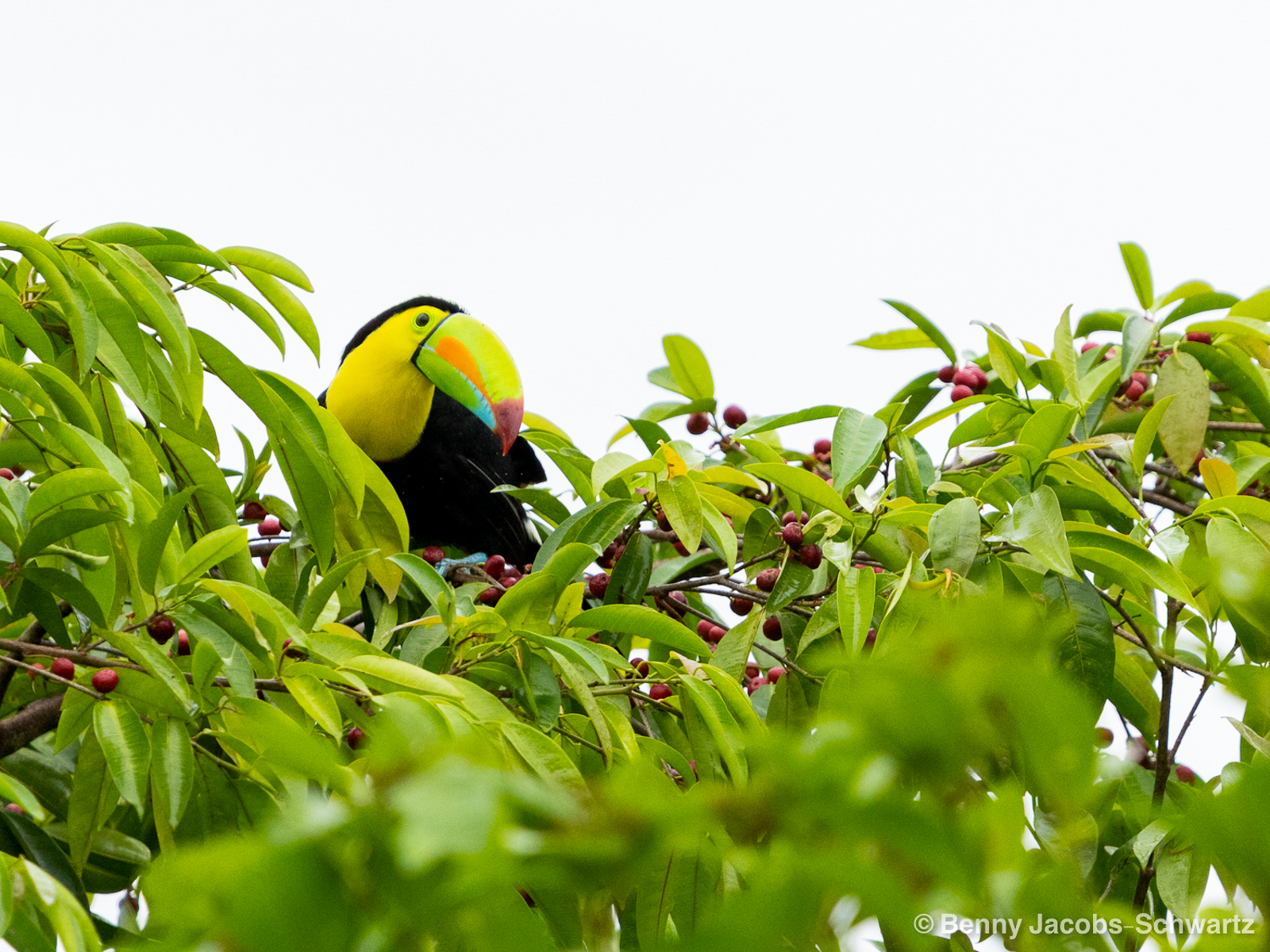 Keel-billed Toucan