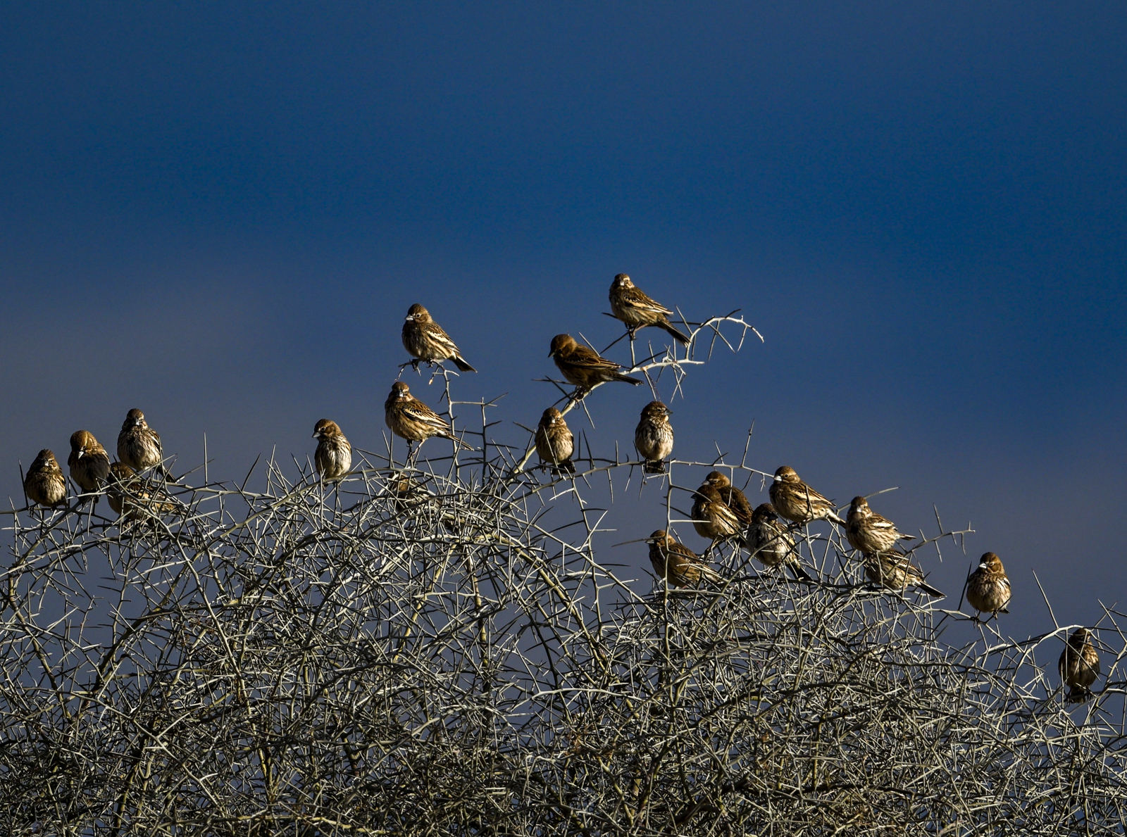 Lark Buntings