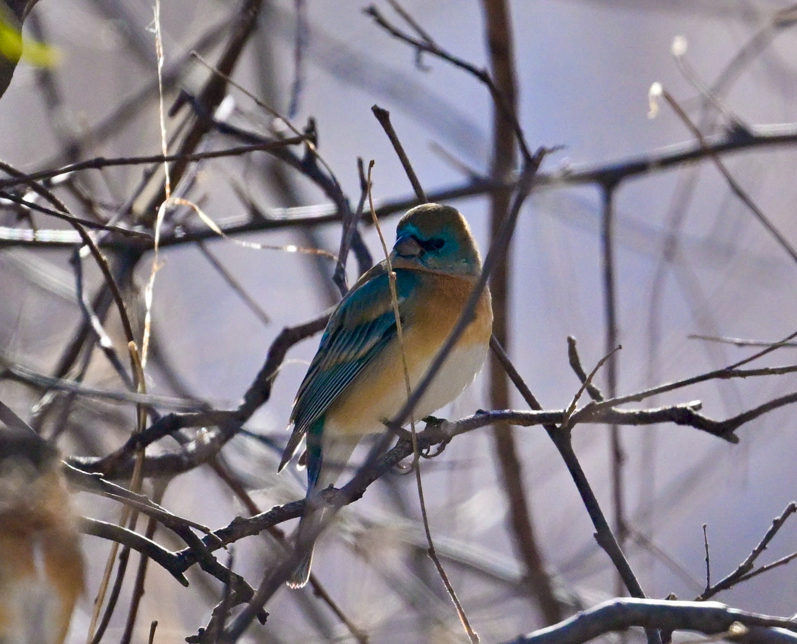 Lazuli Bunting